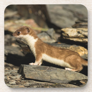 Hunting Weasel Coaster
