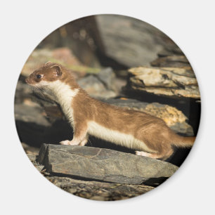 Hunting Weasel Magnet