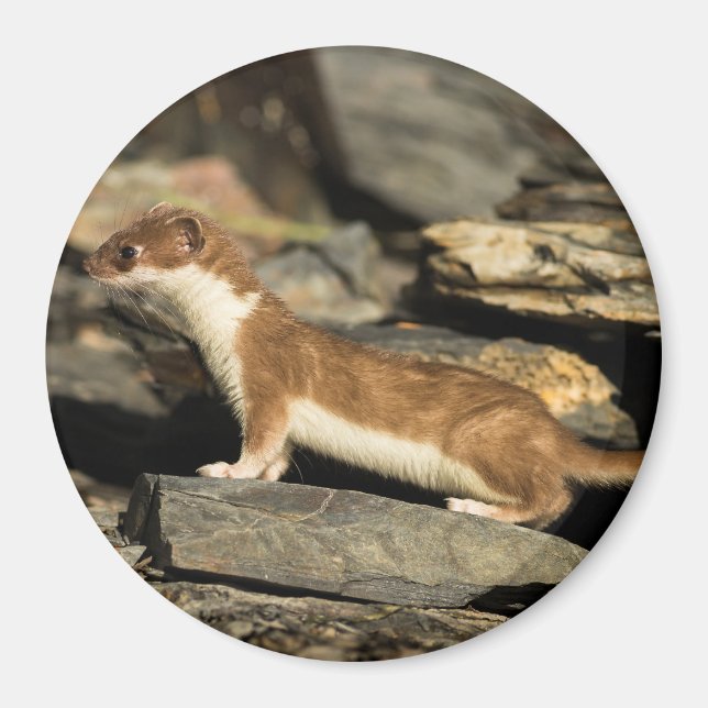 Hunting Weasel Magnet (Front)