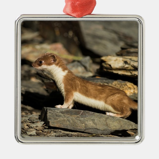Hunting Weasel Metal Tree Decoration (Front)