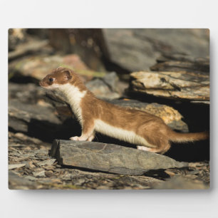 Hunting Weasel Plaque