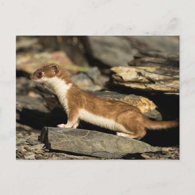 Hunting Weasel Postcard (Front)