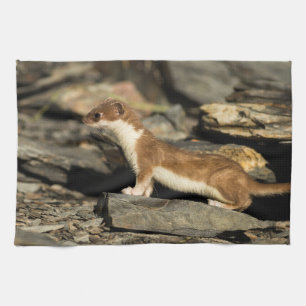 Hunting Weasel Tea Towel