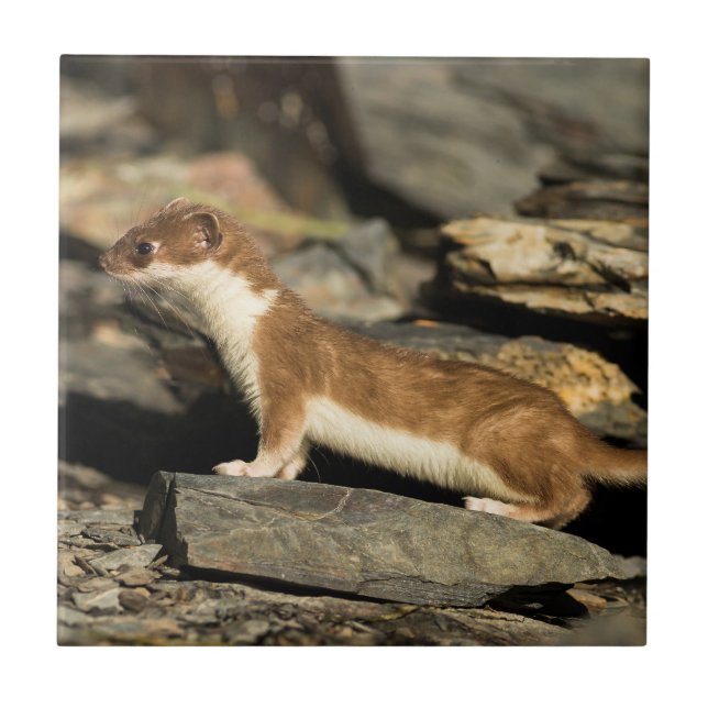 Hunting Weasel Tile (Front)