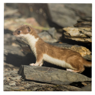 Hunting Weasel Tile