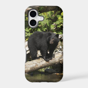 Hunting Wild Black Bear Wildlife Photo