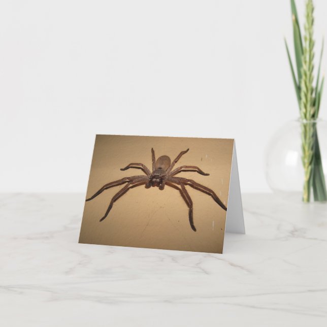 Huntsman Spider Card (Front)