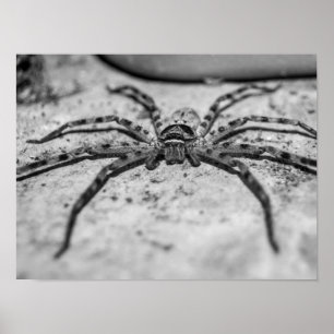 Huntsman Spider Poster