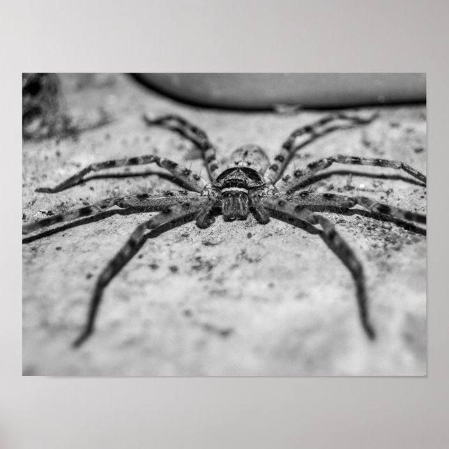 Huntsman Spider Poster (Front)