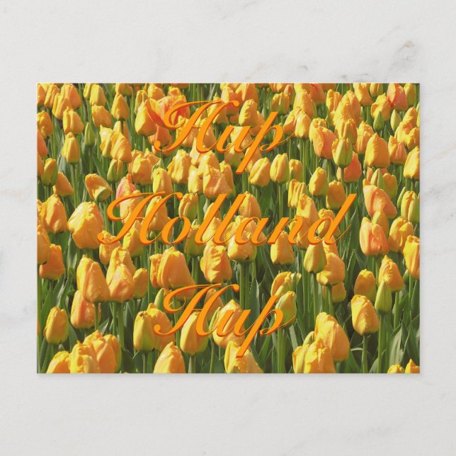 Hup Holland Hup Orange Tulips Postcard (Front)
