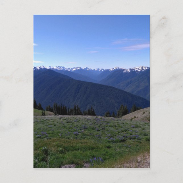 Hurricane Ridge - Olympic National Park Postcard (Front)