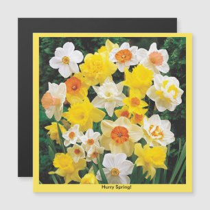 Hurry Spring Daffodil Refrigerator Magnet