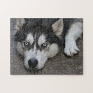 Huskey Blue Eyes Jigsaw Puzzle