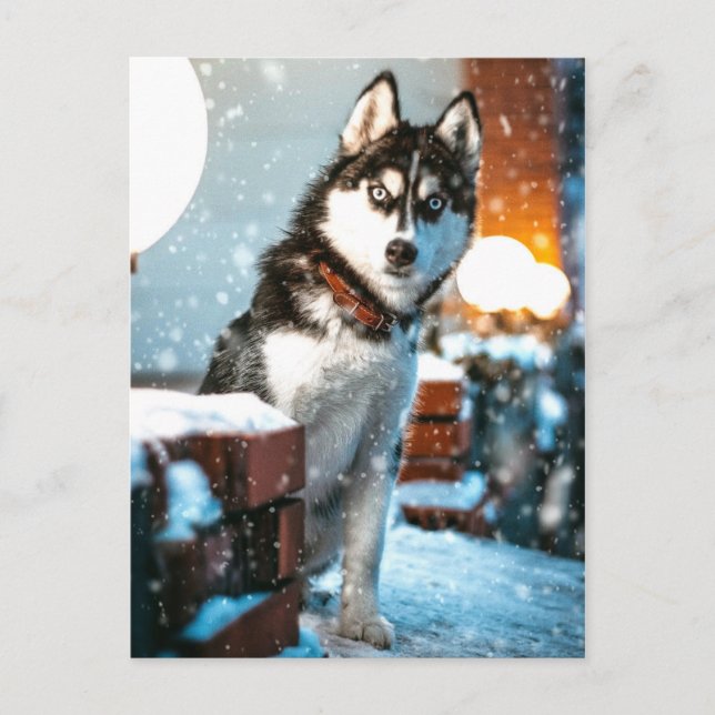 Huskey Pet Dog Photograph Postcard (Front)