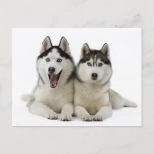 Huskies Postcard