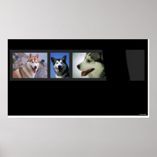 Huskies Print
