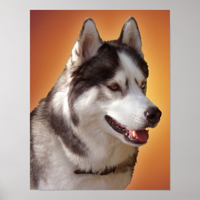Husky Art Print Sled Dog Art Poster Husky Gifts (Front)