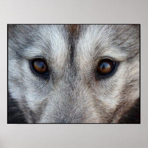 Husky Art Print Sled Dog Art Poster Wolf Pup Gifts