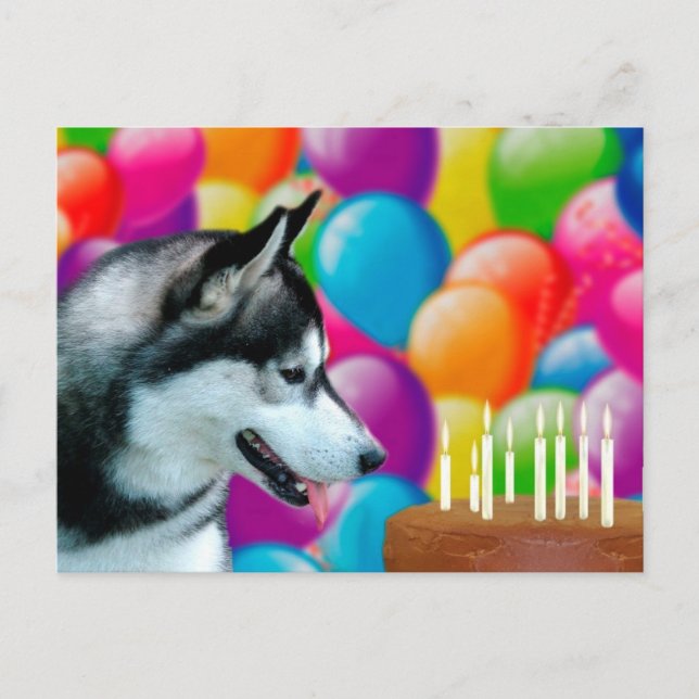 Husky Birthday Postcard (Front)