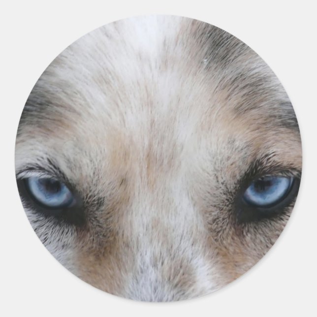 Husky blue eyes classic round sticker (Front)