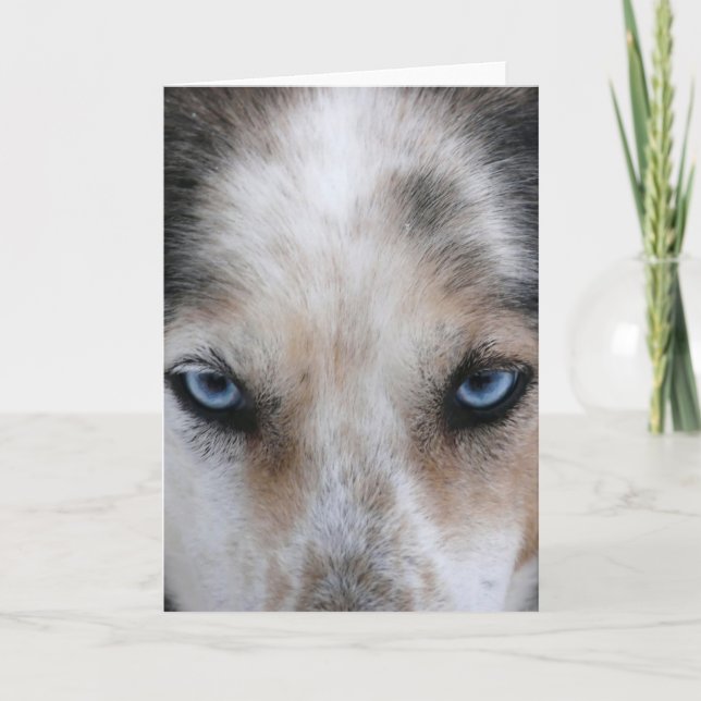 Husky blue eyes greeting card (Front)