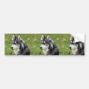 Husky Bumper Sticker