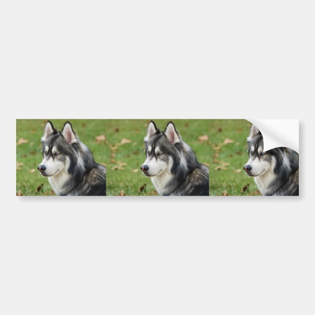 Husky Bumper Sticker (Front)