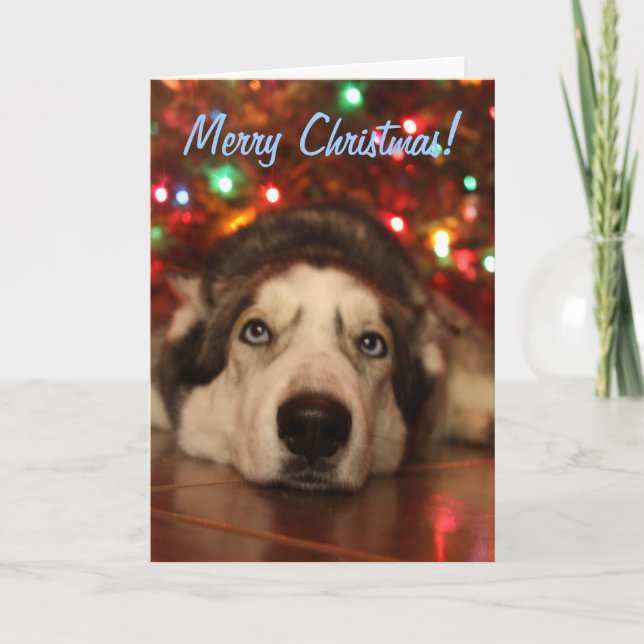 Husky Christmas Greeting Card (Front)