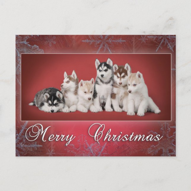 Husky christmas holiday postcard (Front)