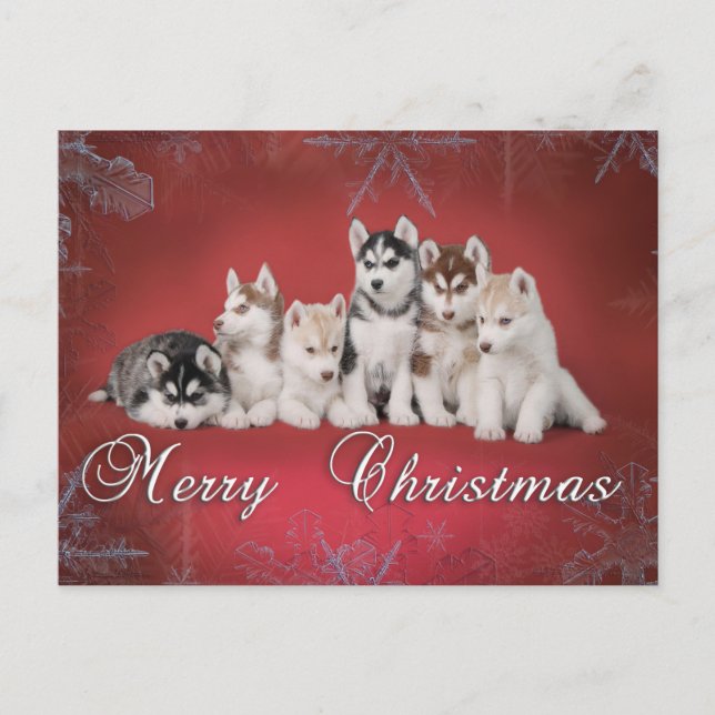 Husky christmas holiday postcard (Front)