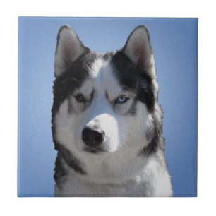 Husky Dog Art Ceramic Tile Malamute Wolf Eyes Gift