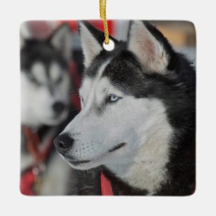 Husky dog before a race, Canada Ceramic Ornament