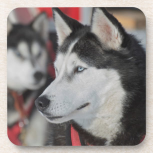 Husky dog before a race, Canada Coaster