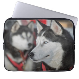 Husky dog before a race, Canada Laptop Sleeve