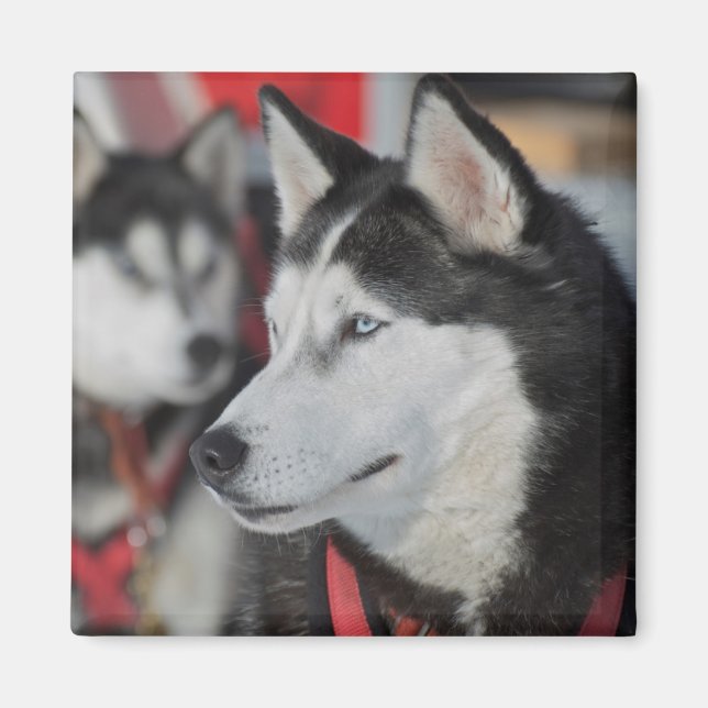Husky dog before a race, Canada Magnet (Front)