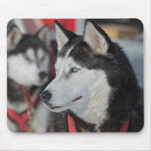 Husky dog before a race, Canada Mouse Mat