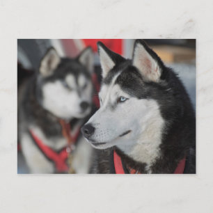 Husky dog before a race, Canada Postcard