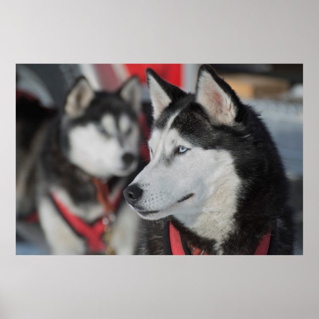 Husky dog before a race, Canada Poster (Front)