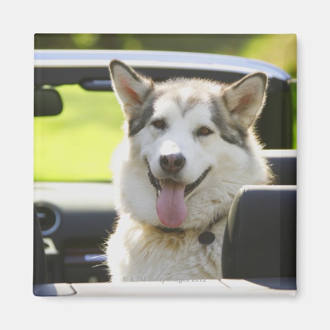 Husky dog from convertible magnet (Front)
