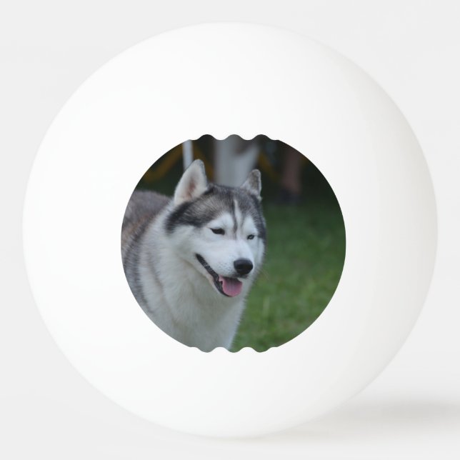 Husky Dog Ping Pong Ball (Front)