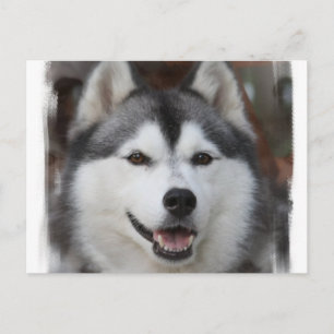 Husky Dog Postcard