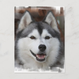 Husky Dog Postcard