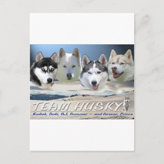 husky dog sleding postcard (Front)