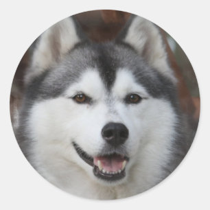 Husky Dog Sticker