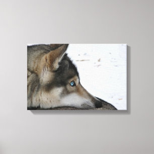 Husky dog with blue eyes canvas print