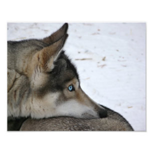 Husky dog with blue eyes photo print