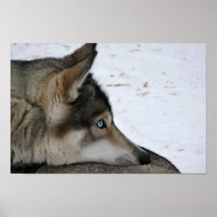 Husky dog with blue eyes poster