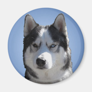 Husky Fridge Magnet Alaskan Sled Dog Magnet / Gift
