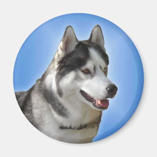 Husky Fridge Magnet Alaskan Sled Dog Magnet / Gift (Front)