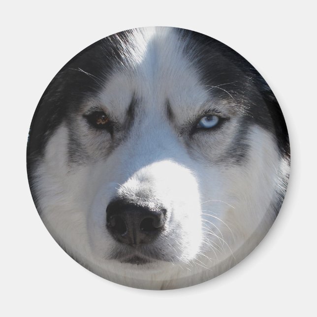 Husky Fridge Magnet Alaskan Sled Dog Magnet / Gift (Front)